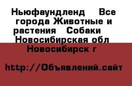 Ньюфаундленд  - Все города Животные и растения » Собаки   . Новосибирская обл.,Новосибирск г.